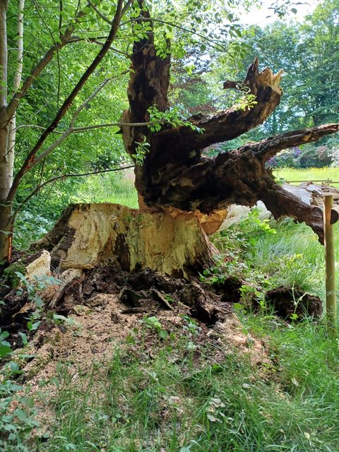 Bild der Rotbuche