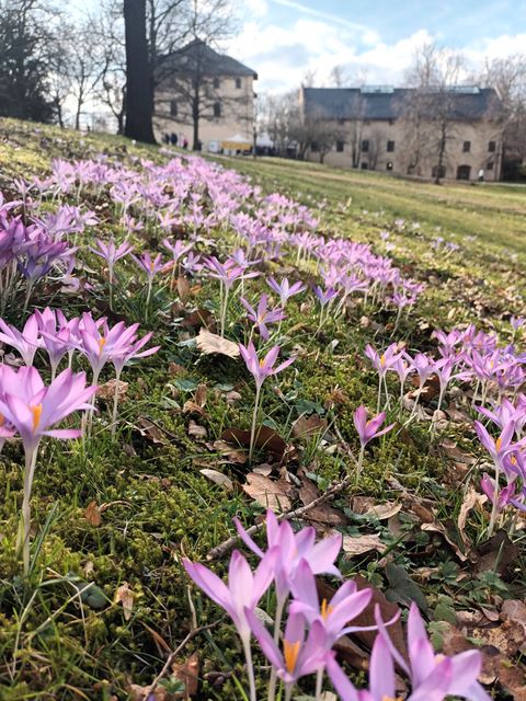 Krokusse