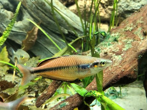 Süßwasserfisch (Melanotaenia klasioensis)